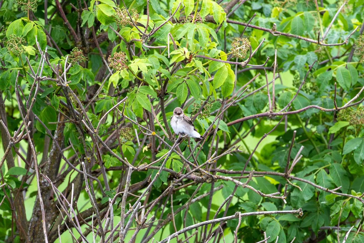 Hirondelle à ailes hérissées - ML575665091