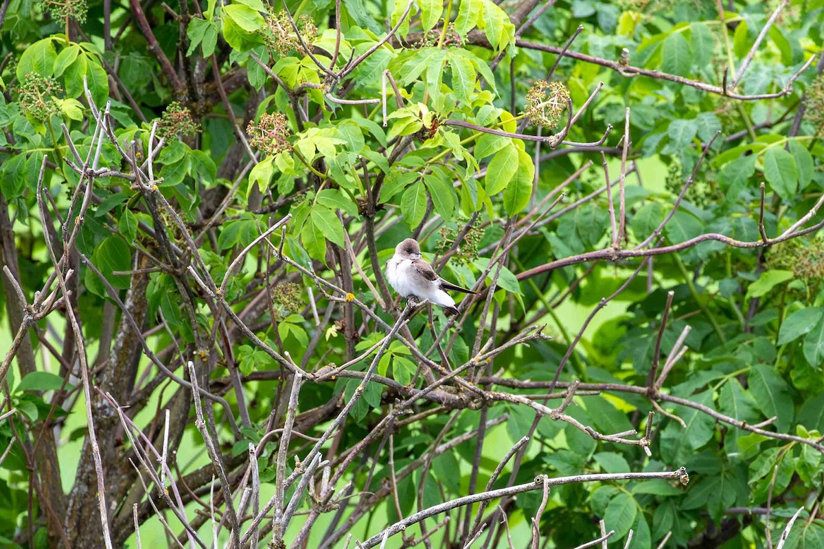 Northern Rough-winged Swallow - ML575665101