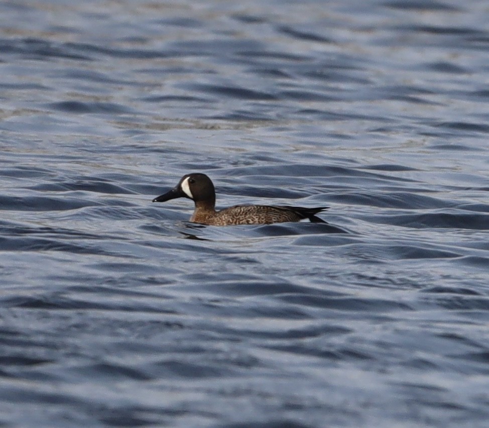 Blue-winged Teal - ML575665341