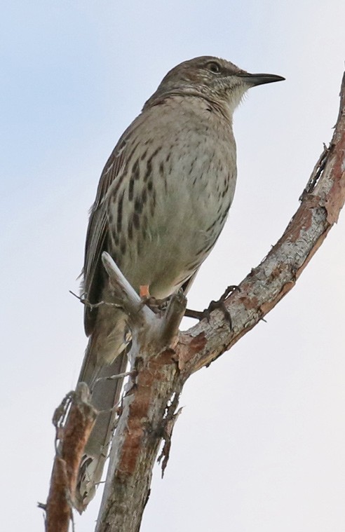 Bahama Mockingbird - ML575665751