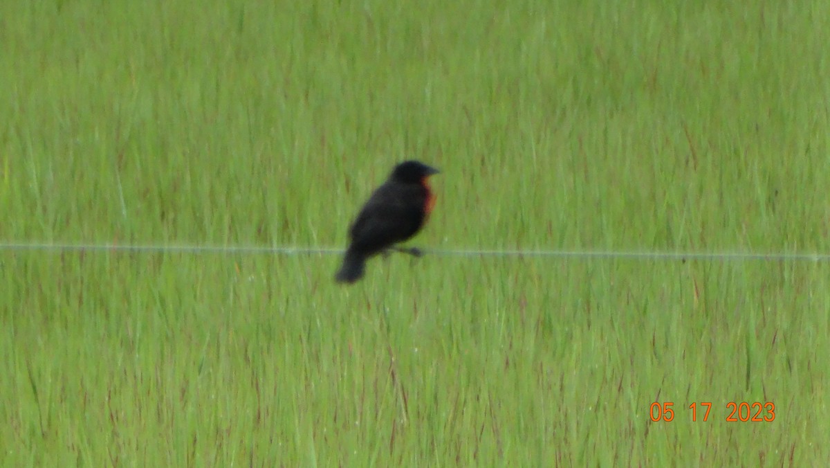 ムネアカマキバドリ - ML575666391