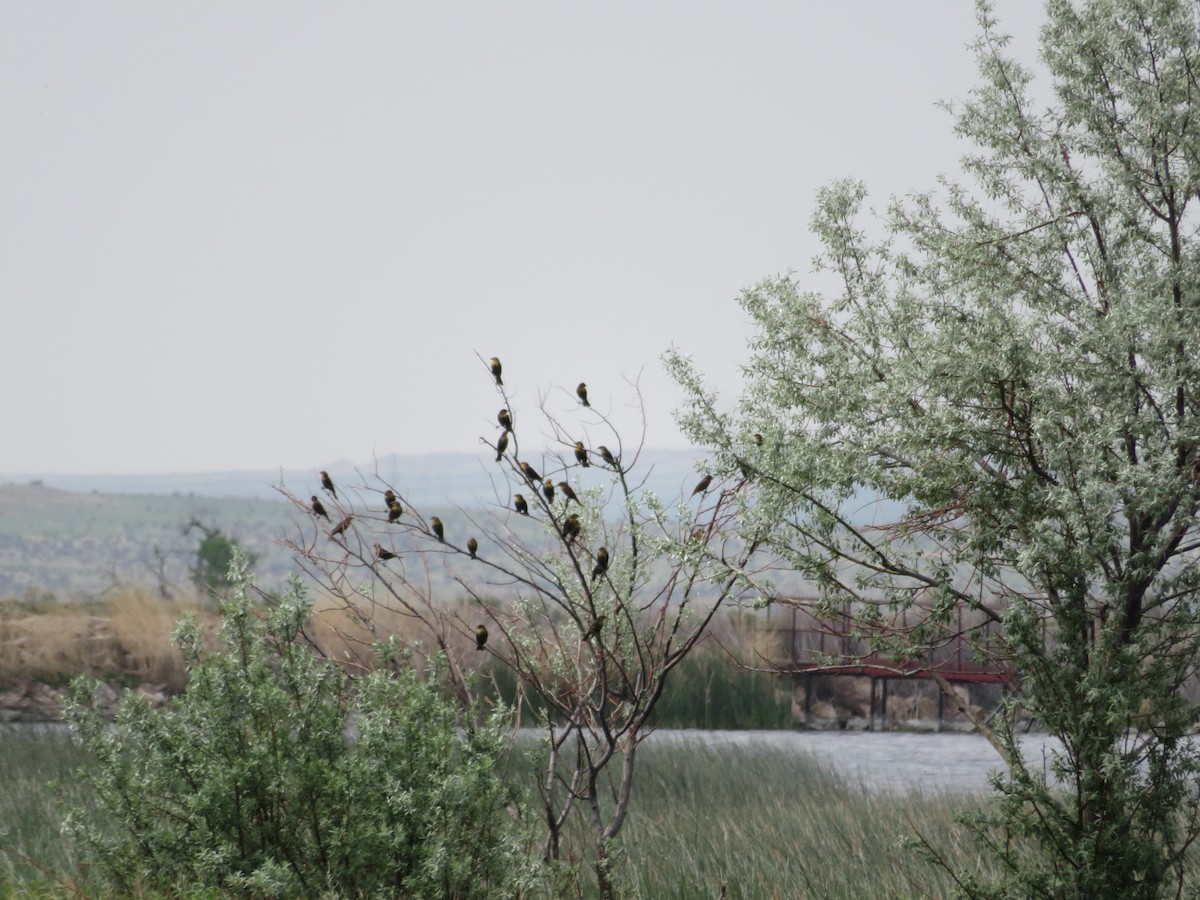 Yellow-headed Blackbird - ML575666611