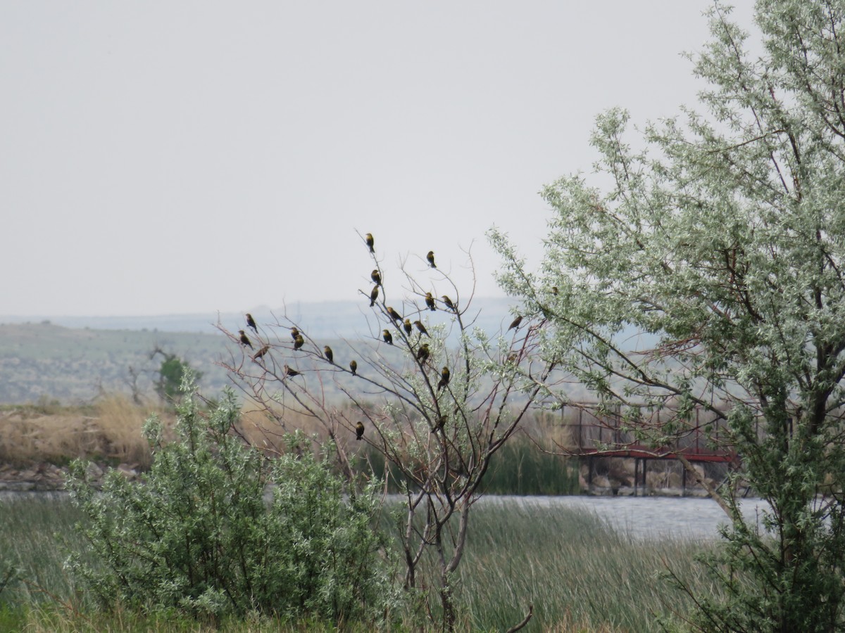 Yellow-headed Blackbird - ML575666621