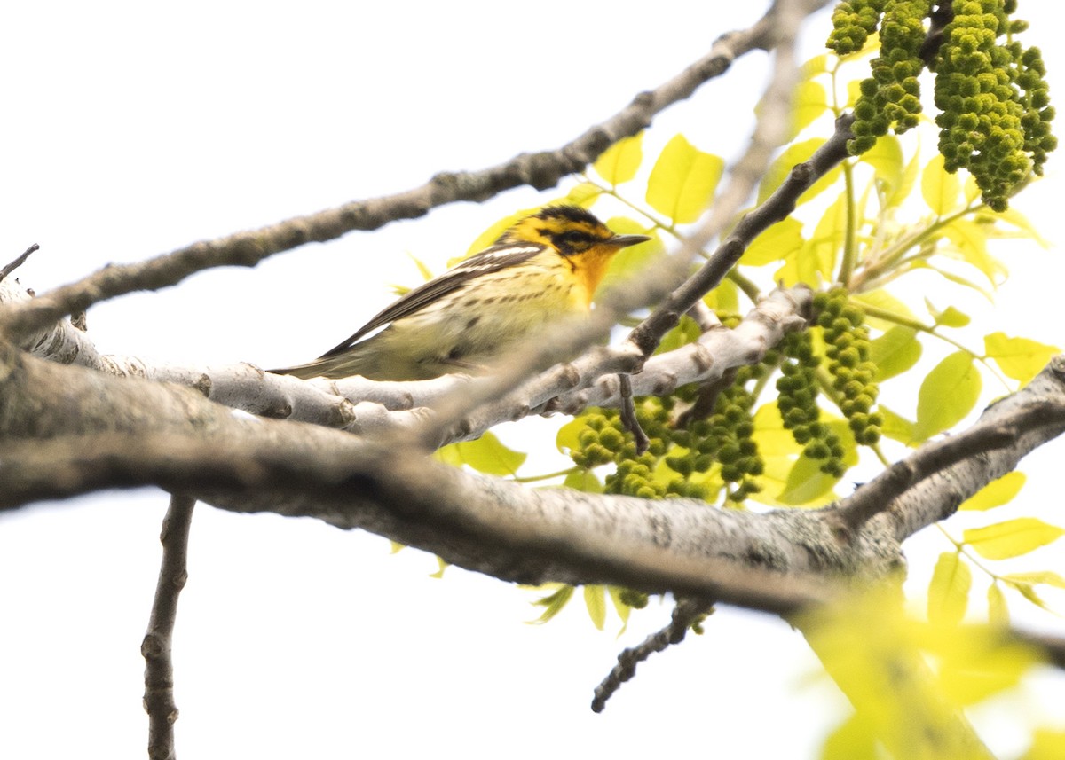 Blackburnian Warbler - ML575666911