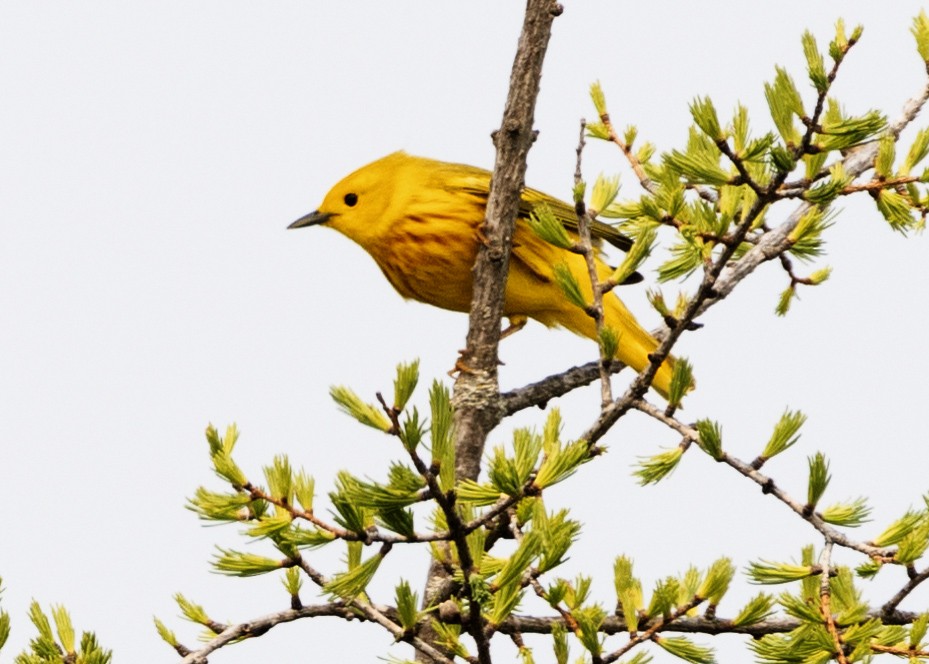Paruline jaune - ML575667011