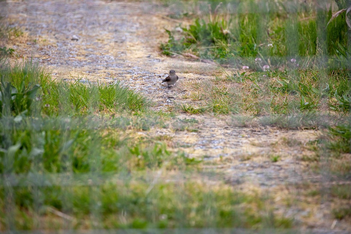 Hirondelle à ailes hérissées - ML575667131