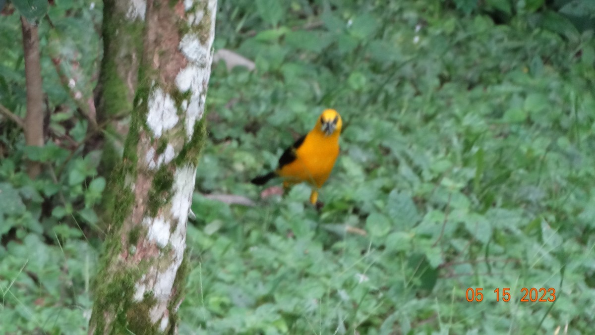 Oriole Blackbird - ML575667251