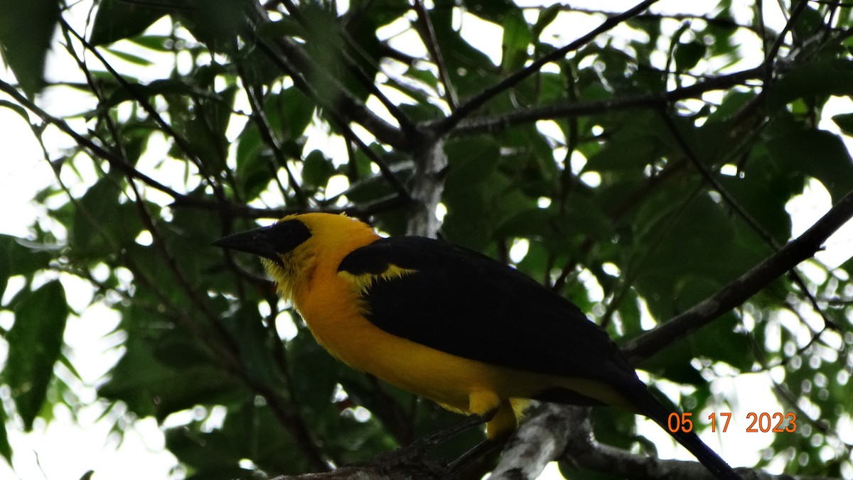 Oriole Blackbird - Fabián Vela