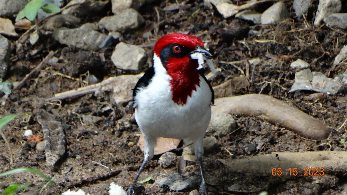 Masked Cardinal - Fabián Vela