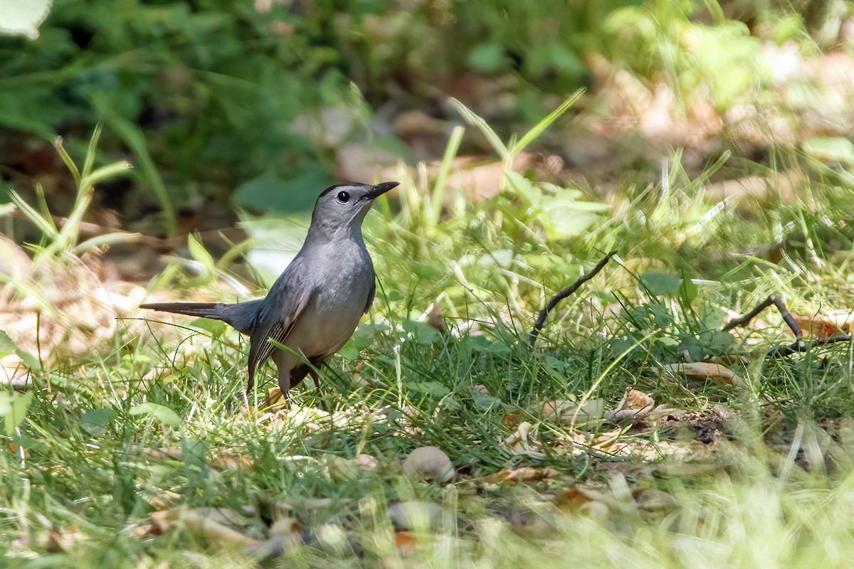 Pájaro Gato Gris - ML575667771