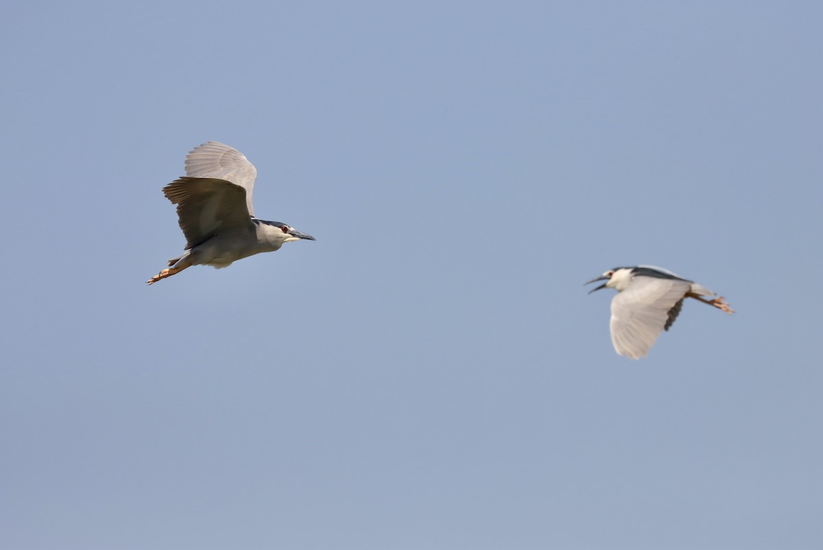 Black-crowned Night Heron - ML575667801