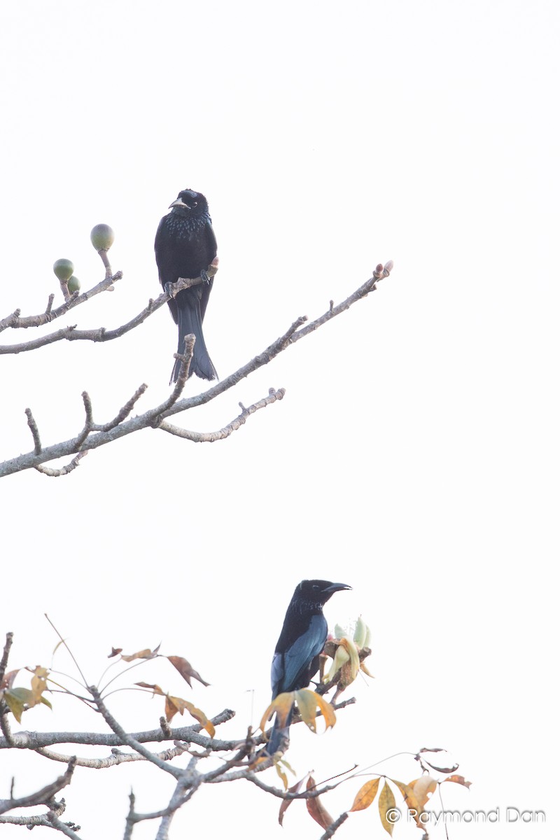 Hair-crested Drongo - ML575668021