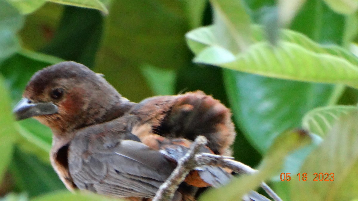 Silver-beaked Tanager - ML575668191