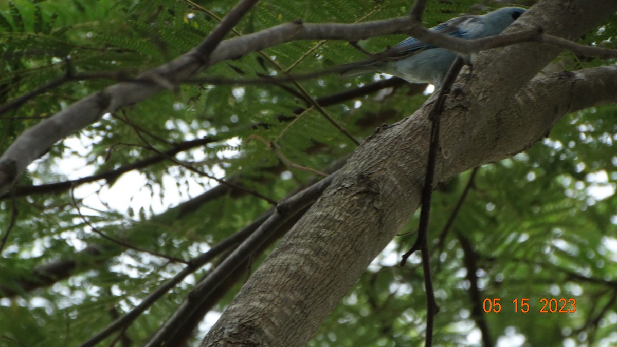 Blue-gray Tanager - Fabián Vela