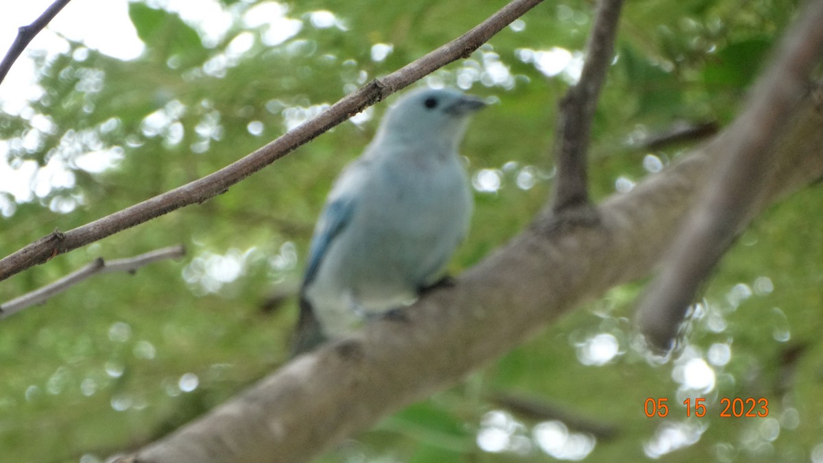 Blue-gray Tanager - Fabián Vela