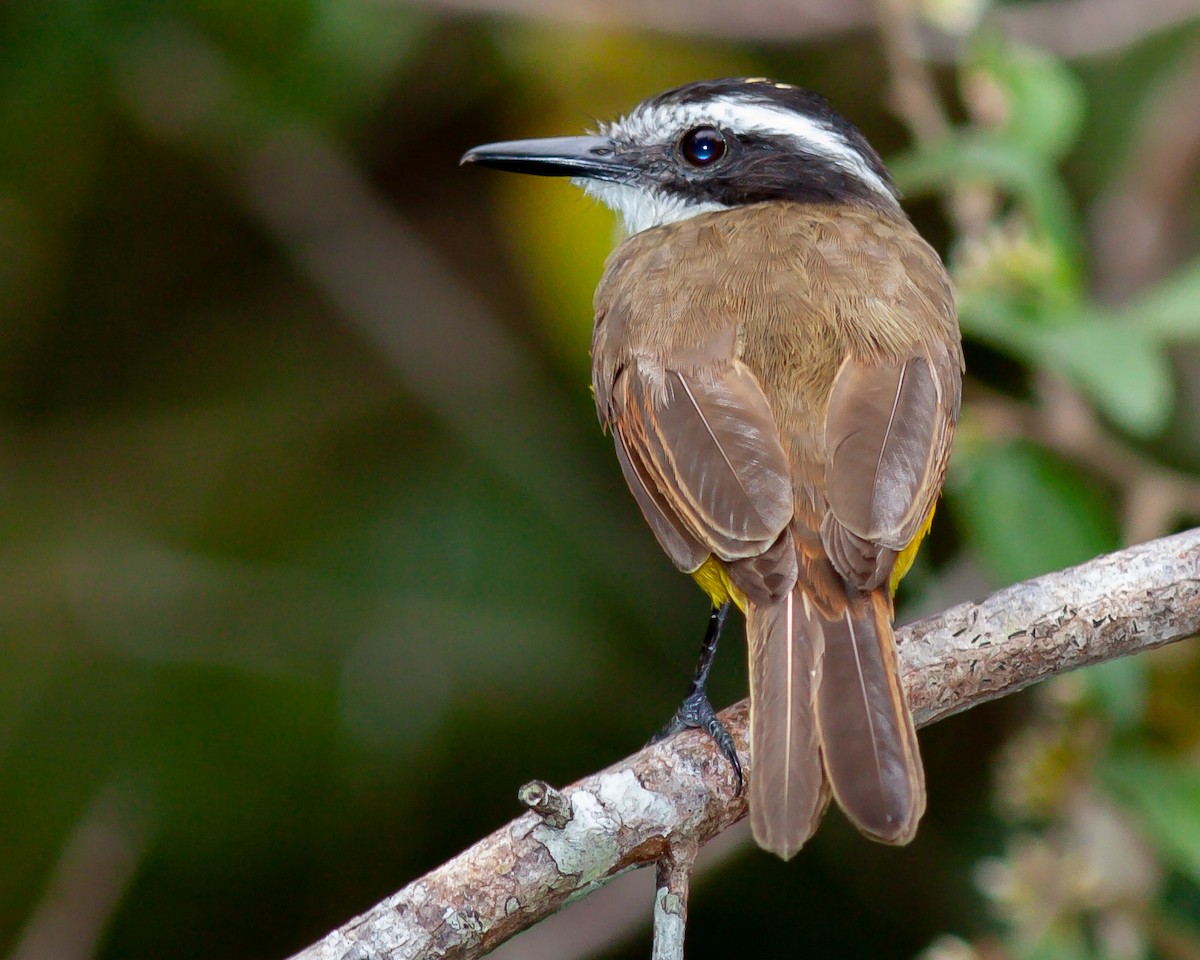 Lesser Kiskadee - Bob Dykstra