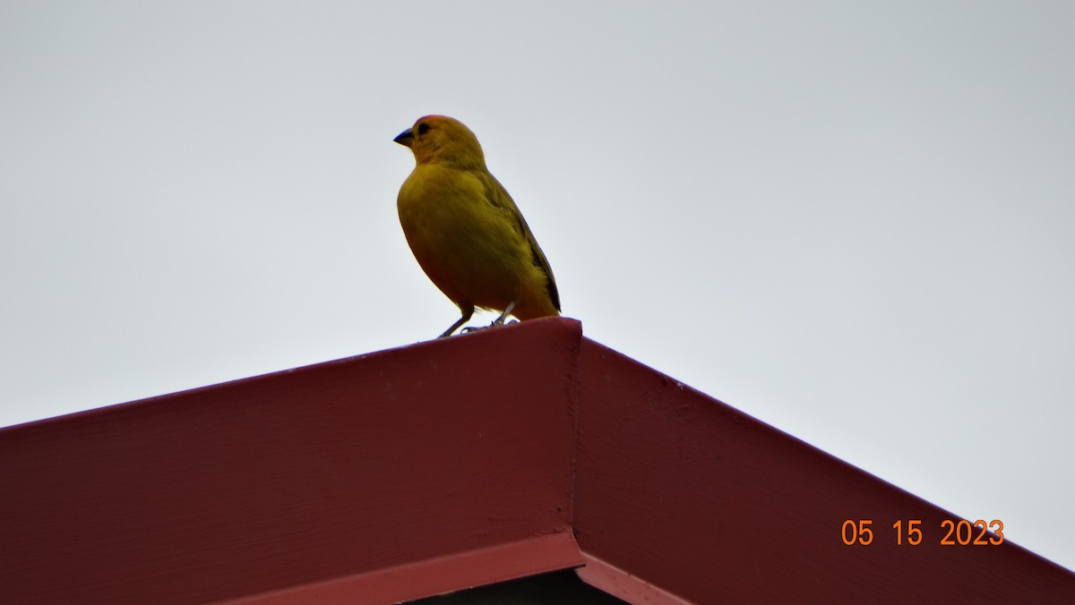 Saffron Finch - Fabián Vela