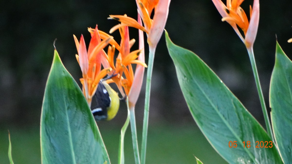 Bananaquit - Fabián Vela