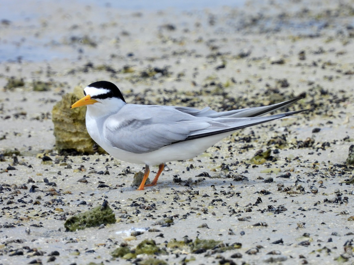 Least Tern - Glenda Tromp