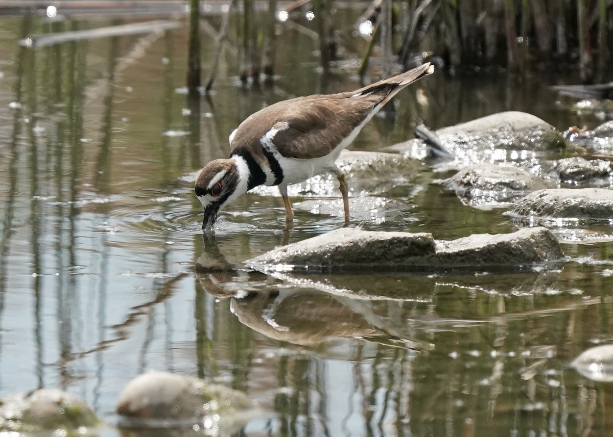 Killdeer - ML575669401