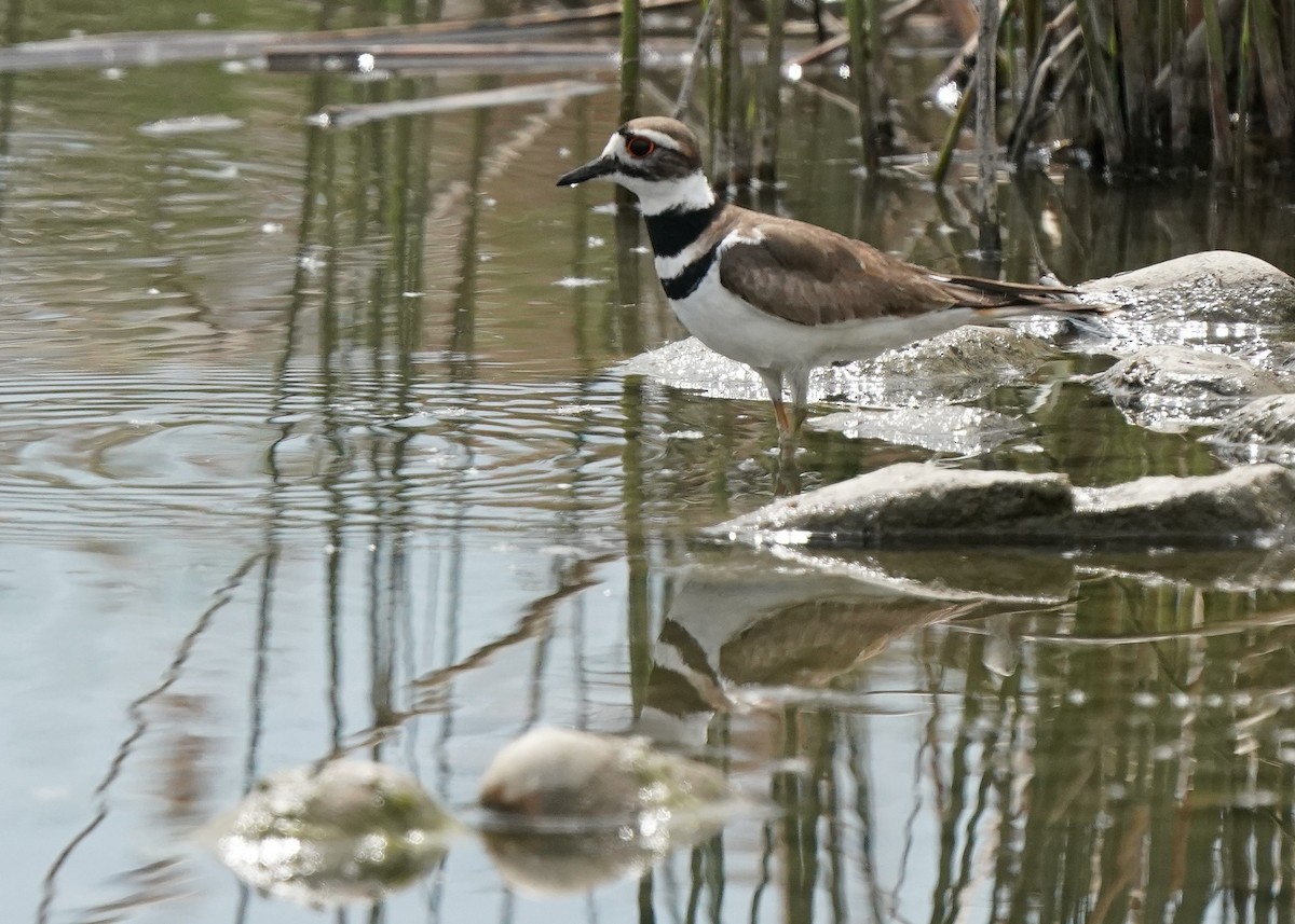 Killdeer - ML575669411