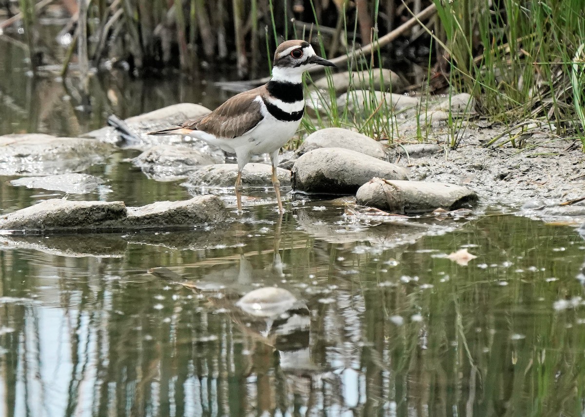 Killdeer - ML575669421