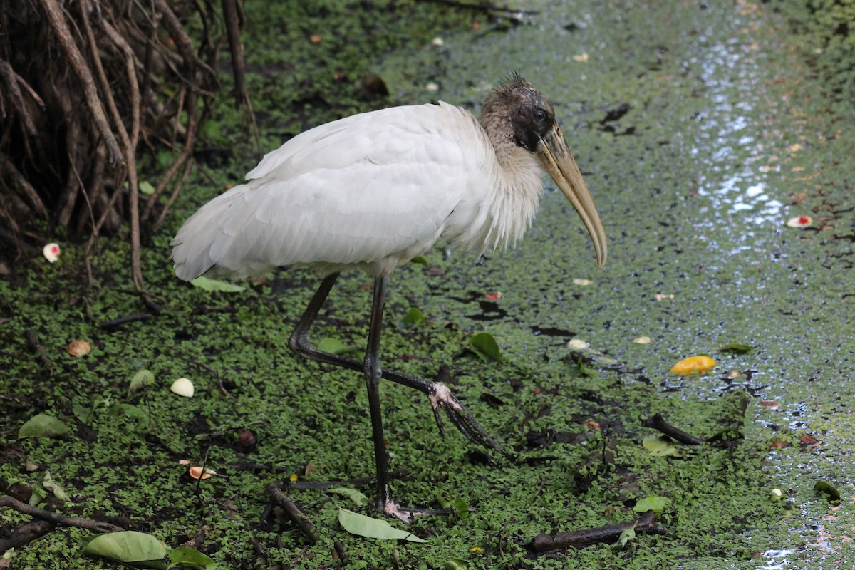 Wood Stork - Abby Manzi