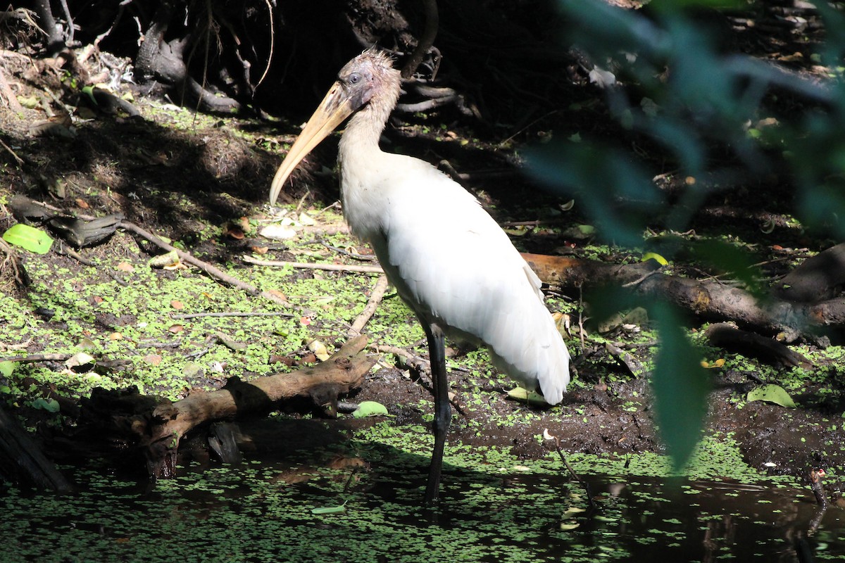 Wood Stork - ML575669631