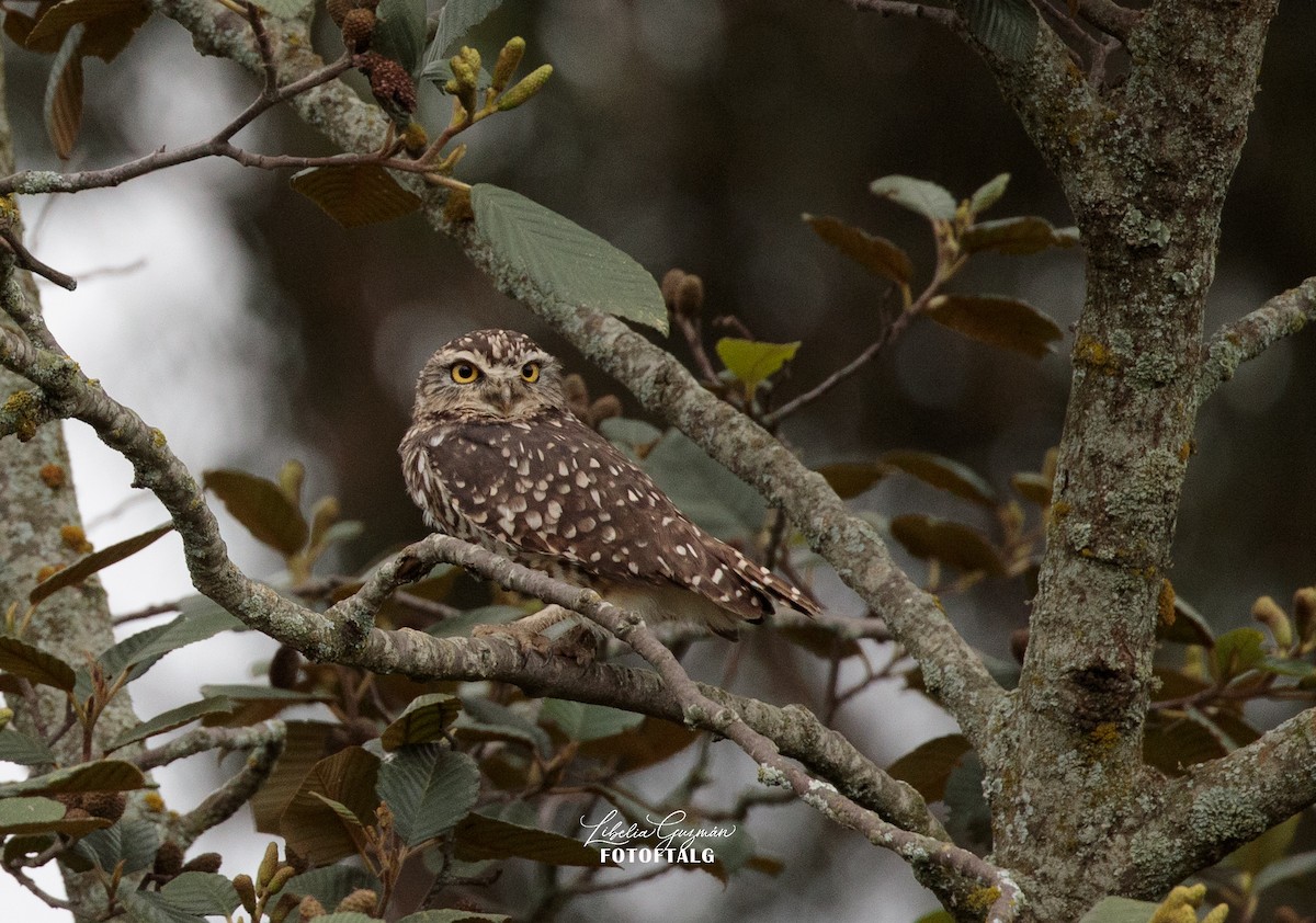 Burrowing Owl - ML575669811
