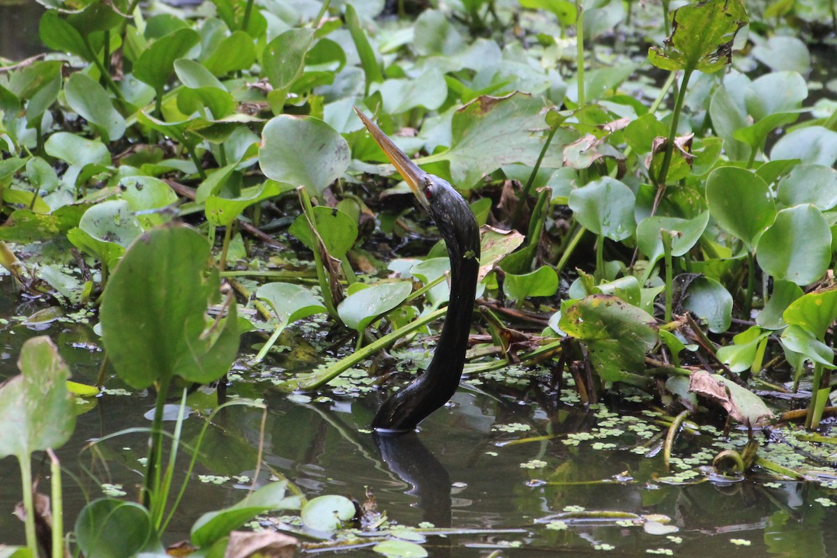 Anhinga - ML575669951