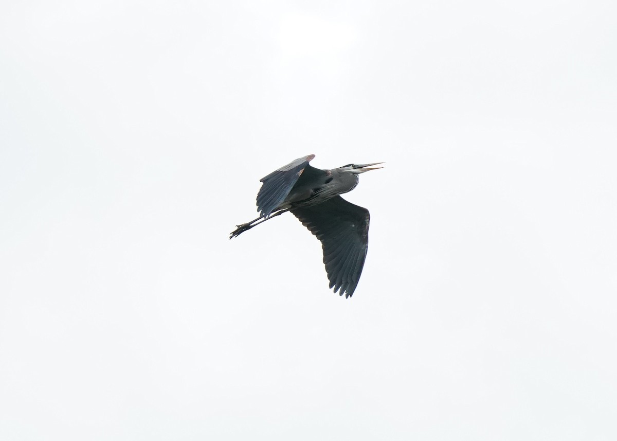 Great Blue Heron - ML575670141