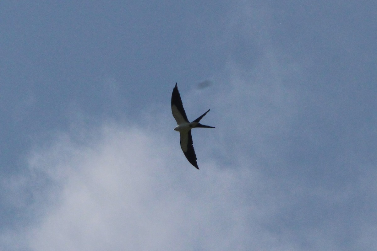 Swallow-tailed Kite - ML575670151