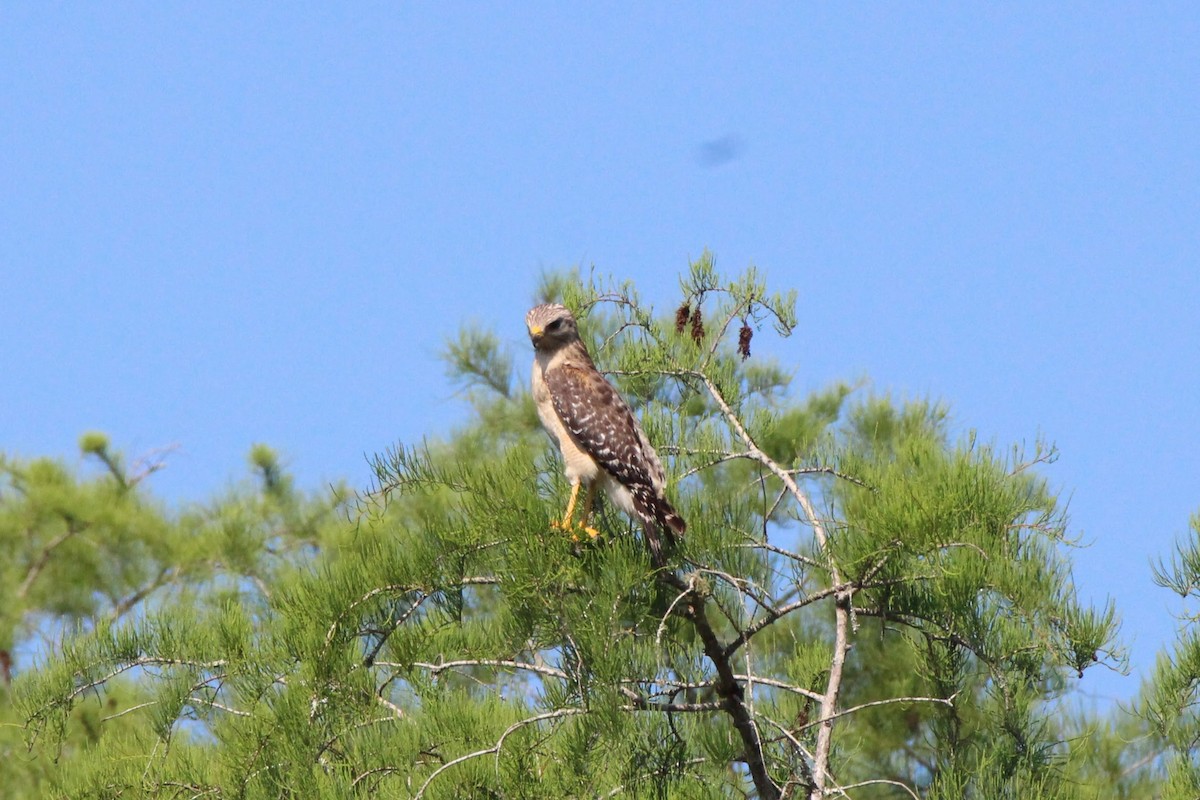 Red-shouldered Hawk - ML575670201