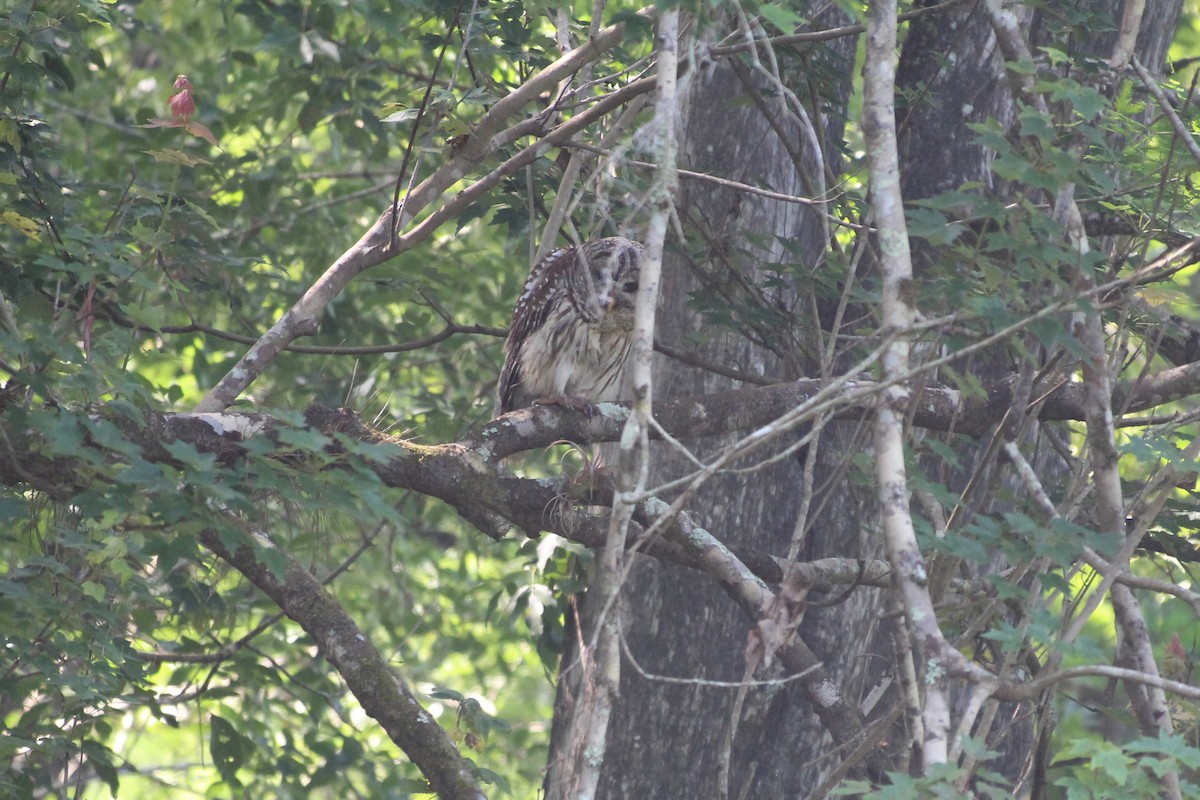 Barred Owl - ML575670271