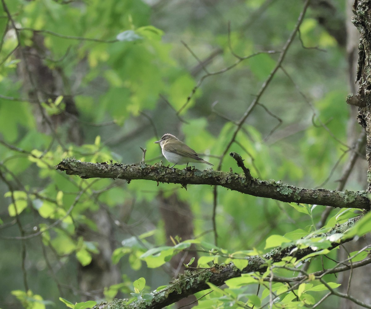 Red-eyed Vireo - ML575670301