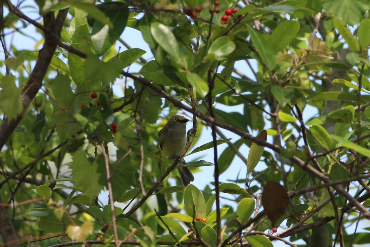 White-eyed Vireo - ML575670361