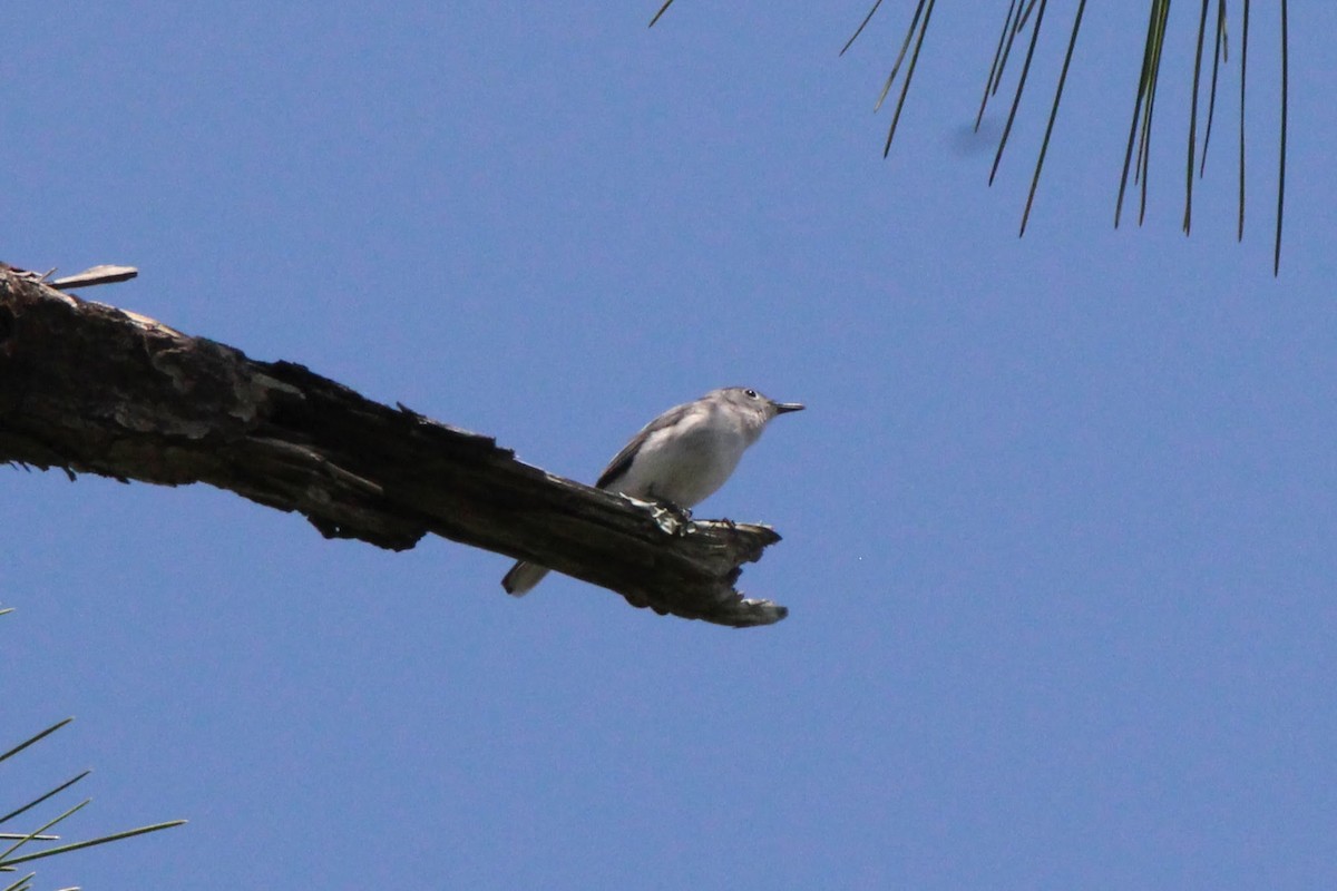 Blue-gray Gnatcatcher - ML575670421