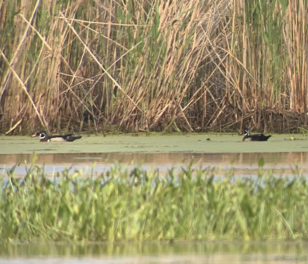 Wood Duck - ML575670721