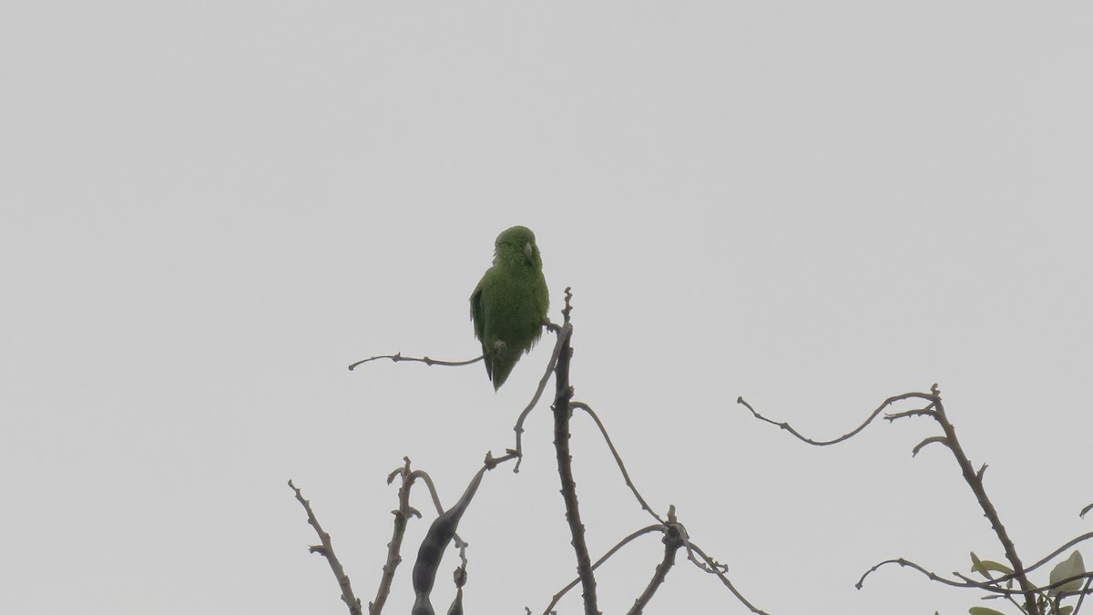 Yeşil Sokumlu Serçe Papağanı - ML575671491