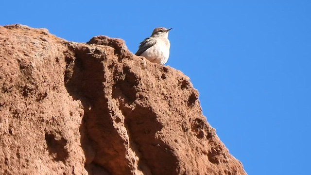 Rufous-banded Miner - ML575671601