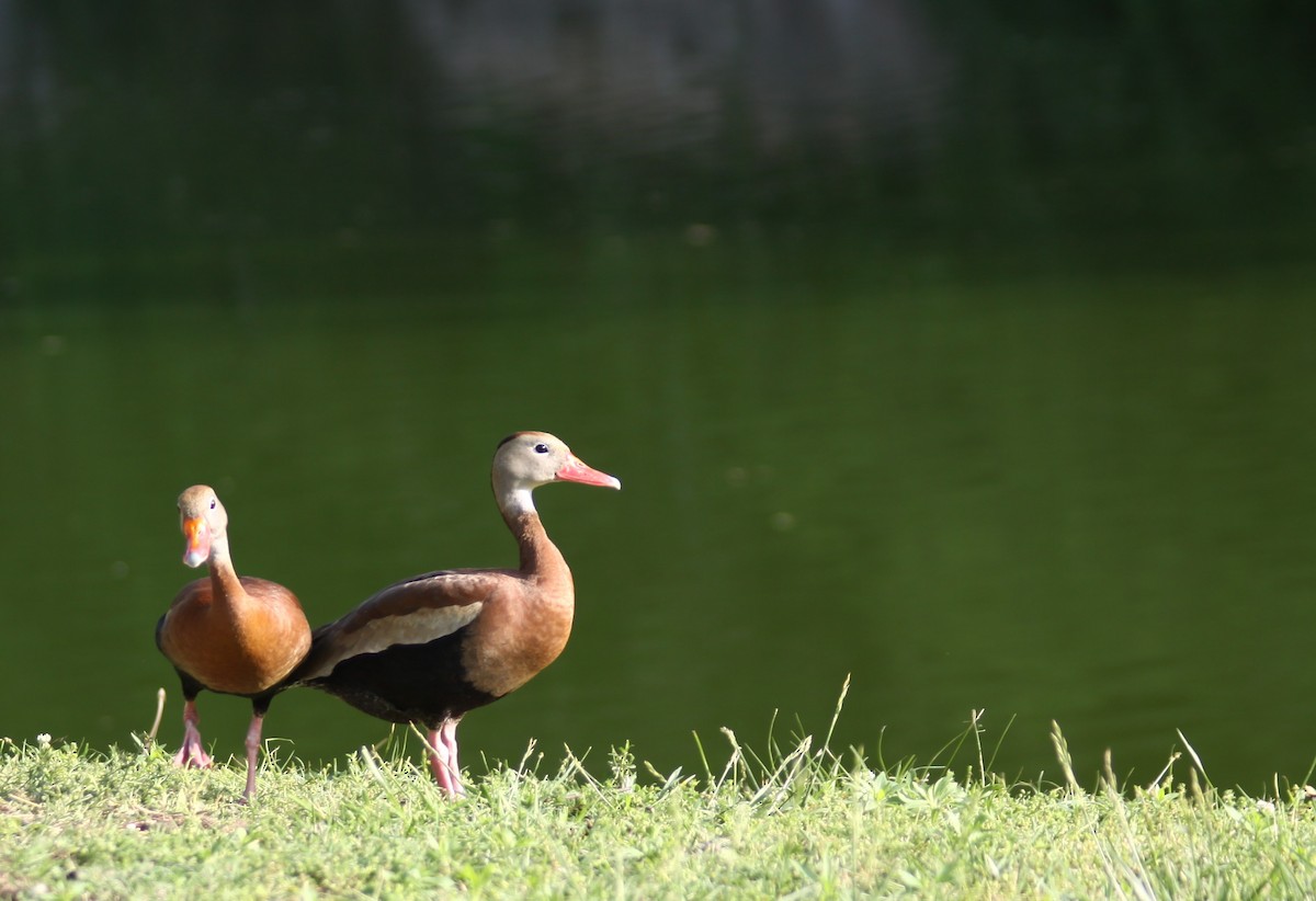 Black-bellied Whistling-Duck - ML575671761