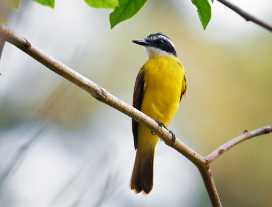 Lesser Kiskadee - Fernando Barrantes