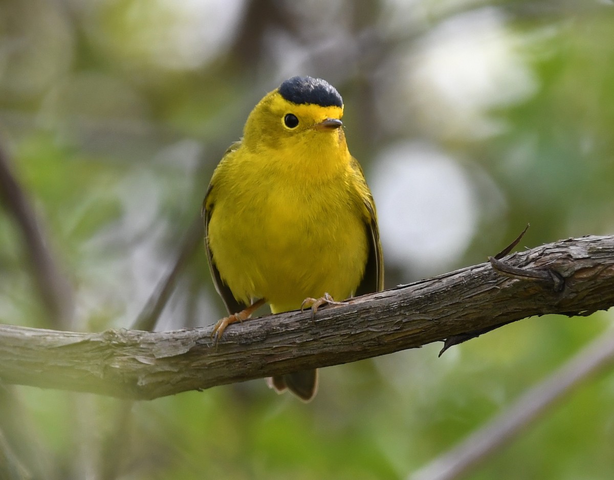 Wilson's Warbler - jean pierre machet