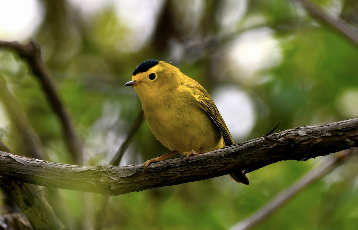 Wilson's Warbler - jean pierre machet