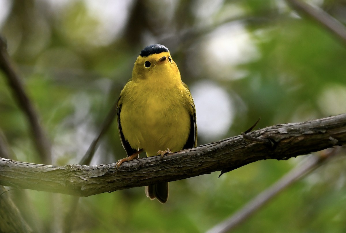 Wilson's Warbler - jean pierre machet