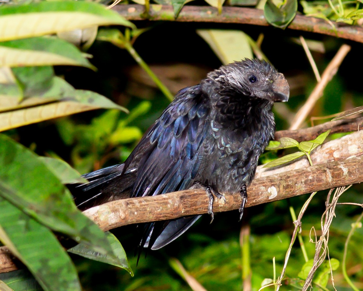 Smooth-billed Ani - Bob Dykstra