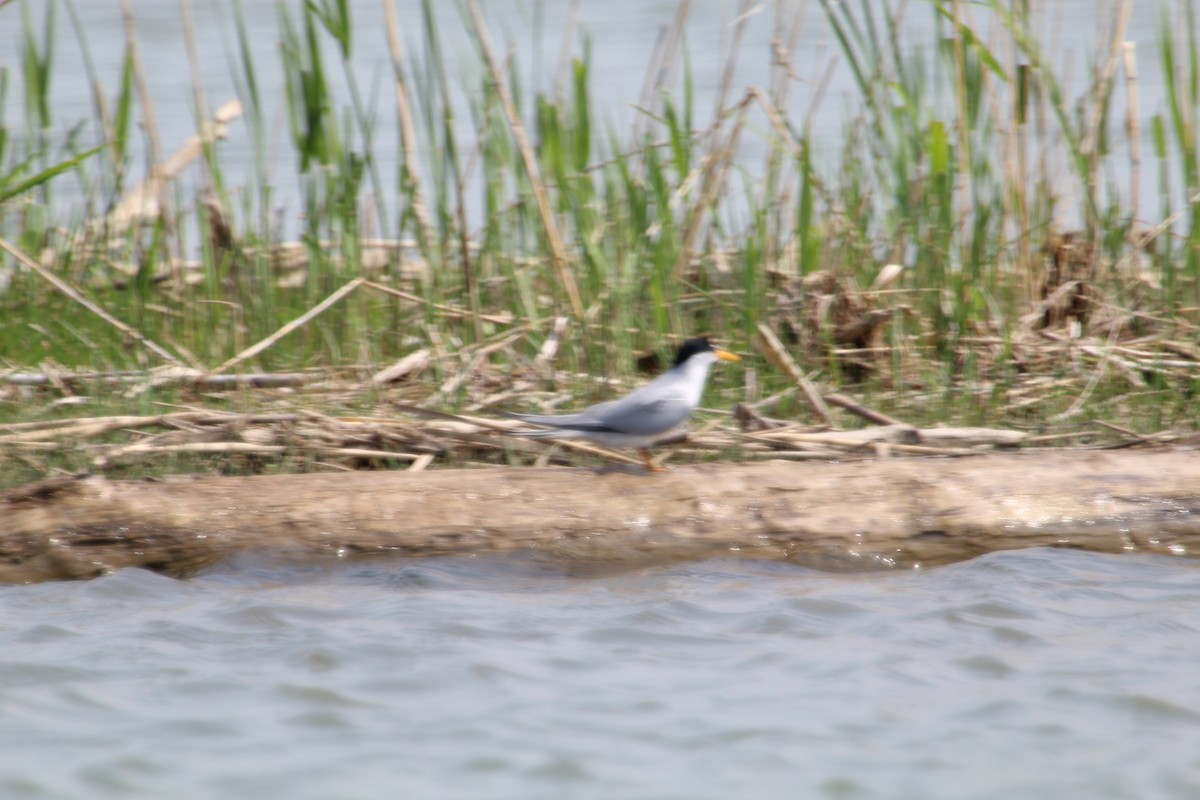 Least Tern - ML575673441