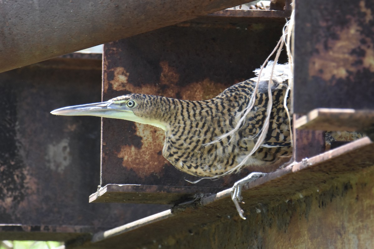 Bare-throated Tiger-Heron - ML575673531