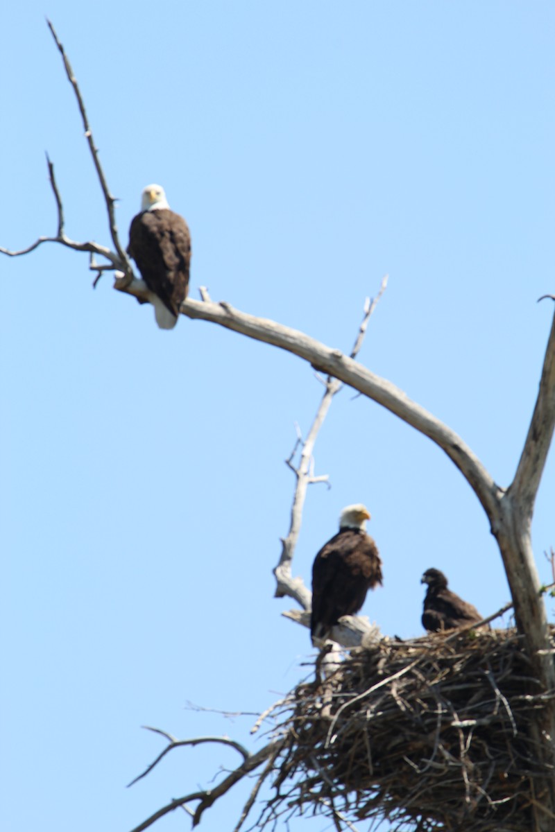 Bald Eagle - ML575673591