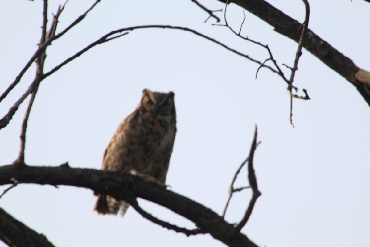 Great Horned Owl - ML575673671